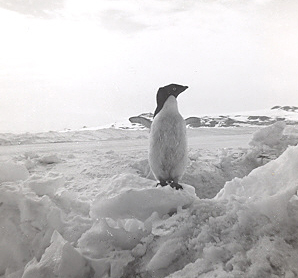 Penguin at McMurdo Bay November 1960